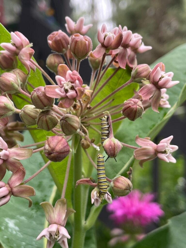 2 monarch caterpillars on leaves just below milkweed flowers, with a beebalm flower in the background